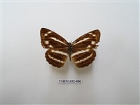 藏品(蓬萊環蛺蝶)的圖片